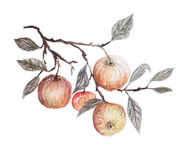 Art by Mira Cider logga äpplen