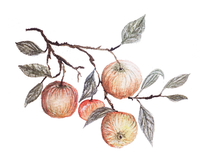 Äppelcider Norrländsk cider